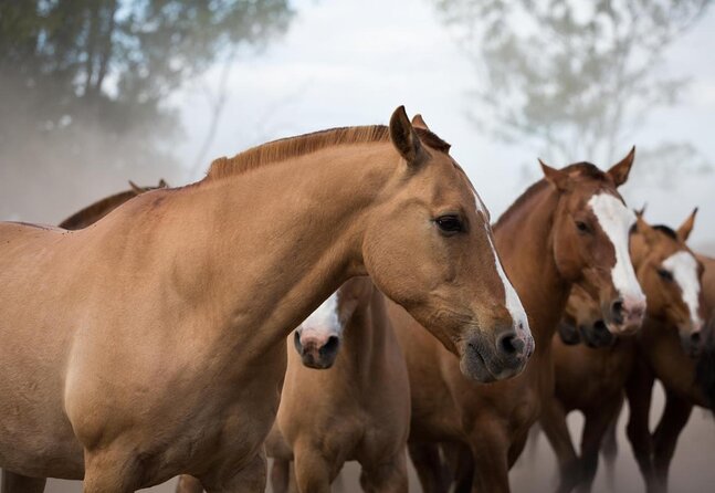 Gaucho Experience: A Day Trip to Don Silvano Ranch - Getting There: 9:30 Pickup, Pampas Coach Ride, and How Long It Feels