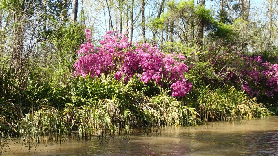 Navigation in Delta of Tigre - Exclusive semi private tour - Optional Summer Swim: A Refreshing Bonus If Conditions Allow